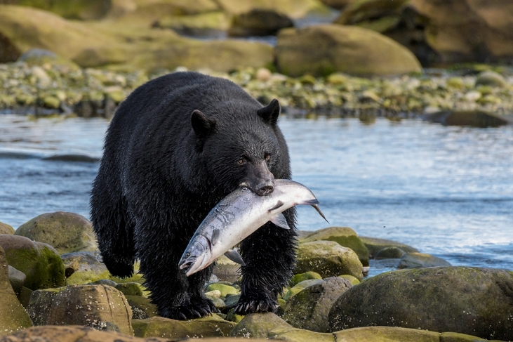 Amazing Canadian Wildlife And Fishing