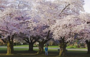 Queen Elizabeth Park Vancouver cherry blossom