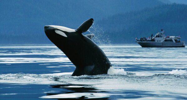 what is the best time to visit vancouver for whale watching