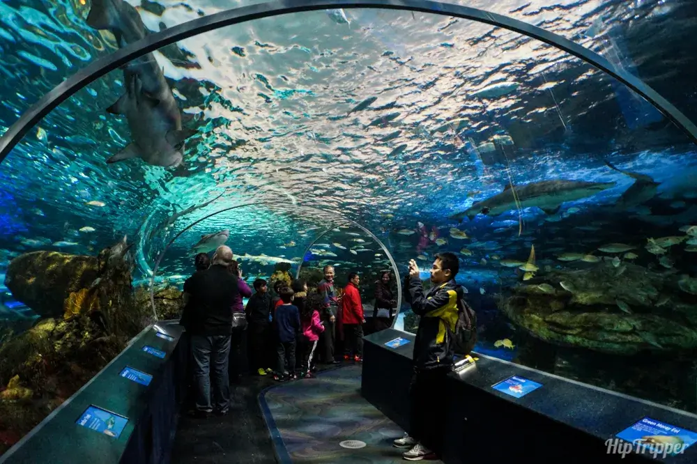 Things to Do Alone in Toronto - Ripley’s Aquarium 